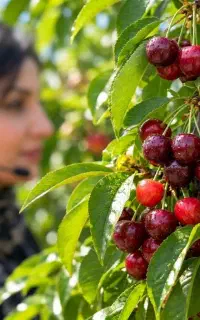 فروش نهال آلبالو فرانسوی در تبریز،اصالت رقم بالیبل