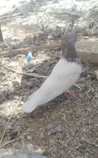 فرش دست باف کفتر