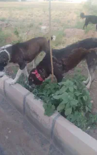 دو قلاده سگ نگهبان