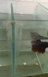 ماهی فایتر نر