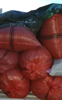 کاه خوشه طلایی نرم آبپخش