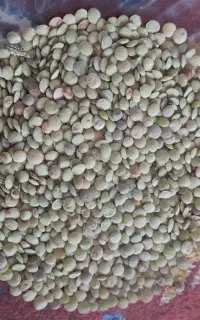 عدس