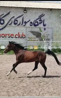 اسب