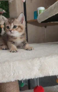 بچه گربه بریتیش عروسکی