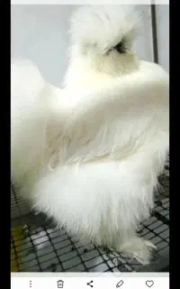 جوجه ابریشمی