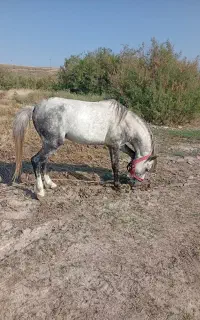 اسب