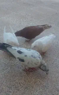 کبوتر