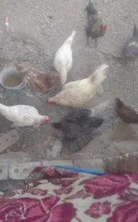 مرغها لاری خروسها لاری