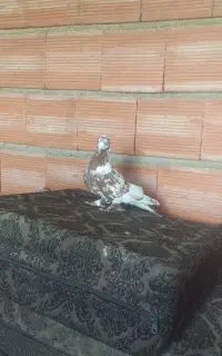 ککیلی نر
