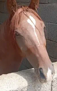 مادیان عرب ایرانی