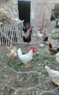 مرغ وخروس فروشی