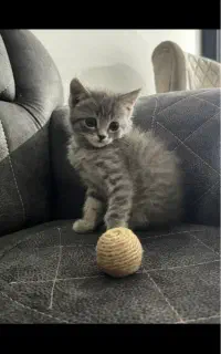 بچه گربه اسکاتیش