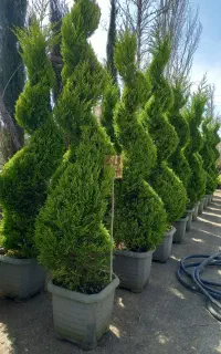 کاج لاوسون پیچ درجه یک