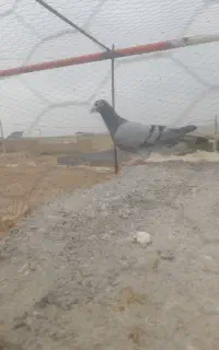 پرنده