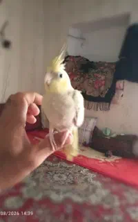 عروس هلندی و دو عدد طوطی برزیلی