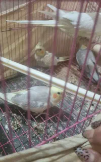 عروس هلندی