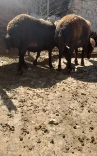 میش