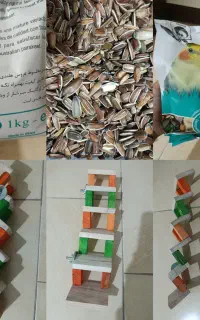 لوازم پرنده اسباب بازی دان و تخمه