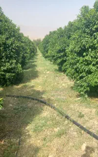 علف زنی باغ،باغچه حیاط درکمارج وغیره ...