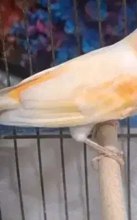 قناری مزایکی نر جوان