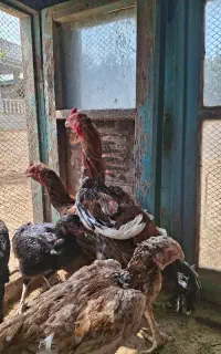 خروس لاری چیل نسل دار