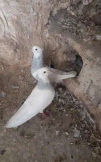 نروماده طوق آبی