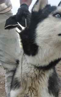 هاسکی سیبرین