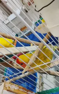 یه جفت طوطی برزیلی