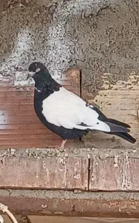 تعدادی کفتر پرروندی