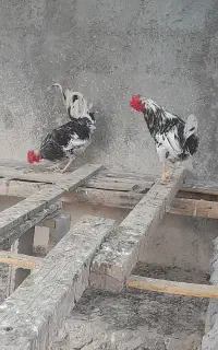فروش خروس گلین