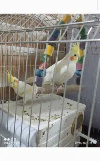 عروس هلندی