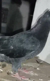 کبوتر زاغ کاکل نر
