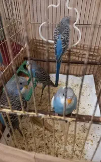 فروش مرغ عشق