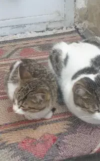 گربه