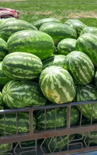 هندوانه بیضی ب 32گور خری جانا درجه یک