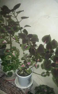 گل حسن یوسف
