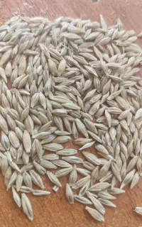 جو آبی