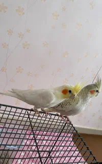 عروس هلندی
