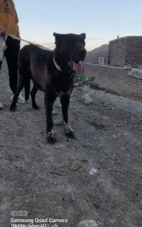 سگ سرابی