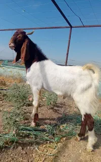 نری سرحال سالم نژاد عالی مشتری واقعی تماس بگیره