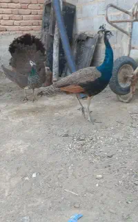 طاووس