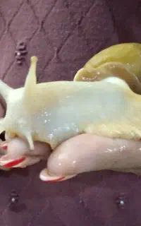 حلزون آلبینو بزرگ سالم