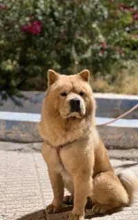 سگ چاو چاو نر