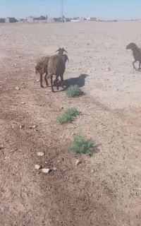 فروش
