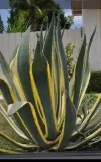 گل های اگاو