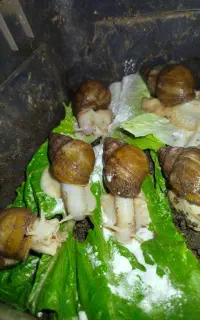 حلزون برای پوست