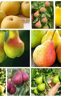 رقم صادراتی با باردهی خوشه ای نهال گلابی کنکورد