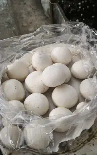 استخدام سالندار باتجربه پرورش قارچ دکمه‌ای