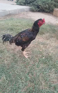 خروس لاری