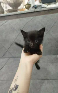 واگذاری گربه